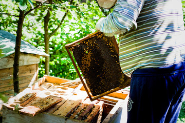 Naklejka premium The beekeeper stands near to hives with bees
