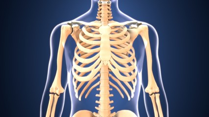 3d illustration of human body   skeleton  anatomy