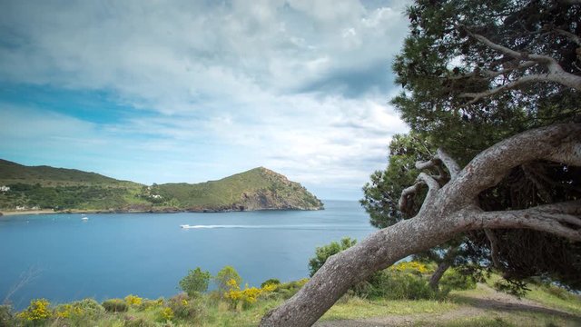 timelapse of the cami de ronda de Roses coastline in catalunya, spain with tree in the foreground
