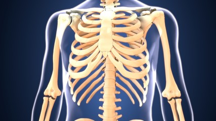 3d illustration of human body   skeleton  anatomy