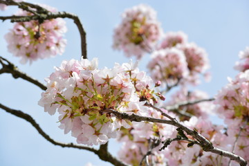 Fototapeta na wymiar Pink cherry blossom