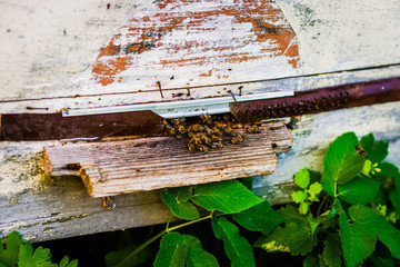 Close up of flying bees. Wooden beehive and bees.