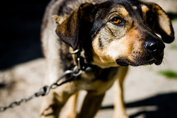 .The brown dog is tied in the yard