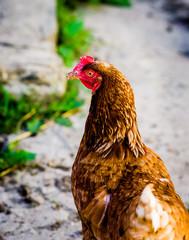 The chicken stands at the farmstead