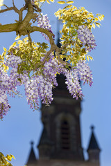 Wisteria blossoms flowers blooming under a sunny blue spring sky
