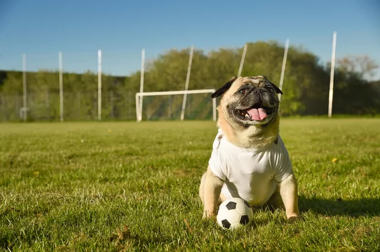 Kleiner Hund sitzt auf dem Fußballplatz. Der Mops trägt ein Trikot mit  Textfreiraum. Er ist aufmerksam und bewacht einen kleinen Fußball. Es ist  ein sonniger Tag auf dem Rasenplatz. foto de Stock