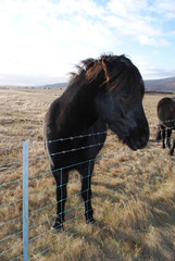 Black Icelandic Pony