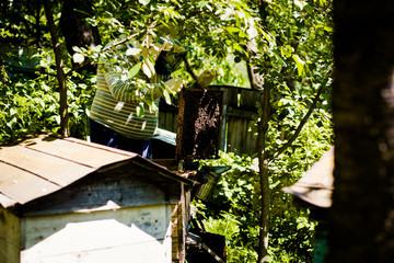 The beekeeper stands near to hives with bees