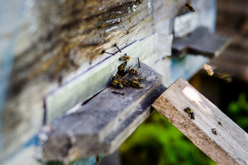 The beekeeper stands near to hives with bees