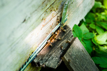 Hives in an apiary with bees flying to the landing boards. Apiculture