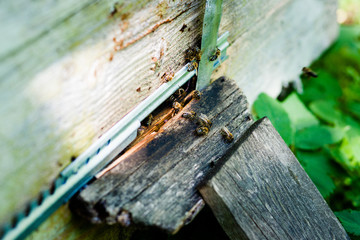 Hives in an apiary with bees flying to the landing boards. Apiculture