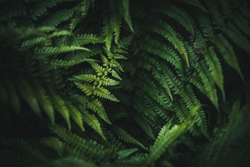 Beautiful green fern in the forest.Texture wallpaper - obrazy, fototapety, plakaty