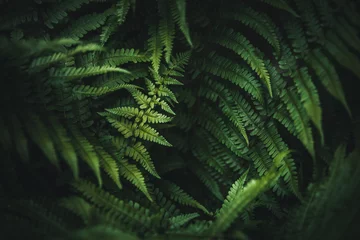 Beautiful green fern in the forest.Texture wallpaper © szaboerwin