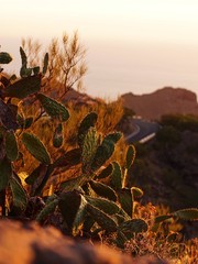 cactus at sunset in Tenerife Canary Islands