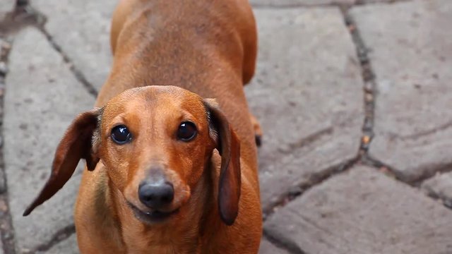 Dachshund Dog Summer Garden
