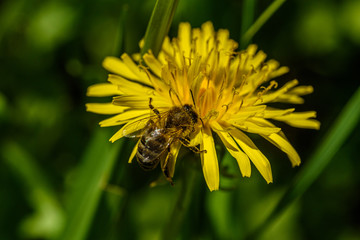 bee collects nectar from dandelion close up.