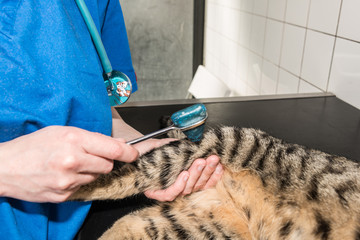 Vétérinaire, consultation de la bonne santé d'un chien, température,stétoscope , électro ,...