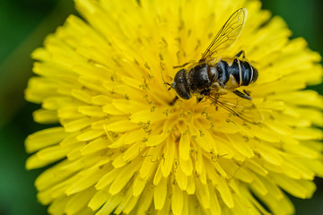 bee collects nectar from dandelion close up.