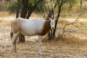 Oryx algazelle, Oryx dammah