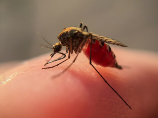 closeup of a nasty insect mosquito sitting on her hand and drinks the blood of the pierced skin The concept of harmful parasites, malaria.