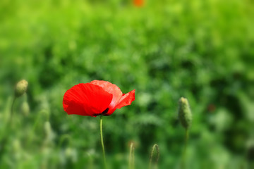 Field of poppies