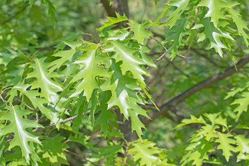 Junge Blätter der Sumpf-Eiche, Quercus palustris