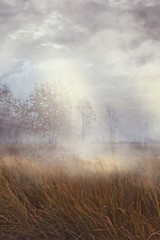 foggy morning over wild meadows