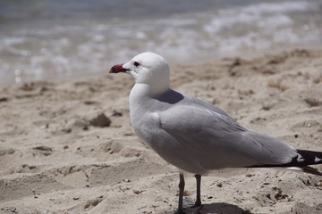 Mouette posée sur le sable blanc de la mer Méditerranée à Cala Galdana, île de Minorque, Baléares, Espagne.