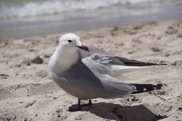 Mouette posée sur le sable blanc de la mer Méditerranée à Cala Galdana, île de Minorque,...