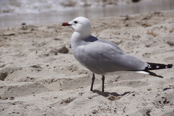 Mouette posée sur le sable blanc de la mer Méditerranée à Cala Galdana, île de Minorque, Baléares, Espagne.