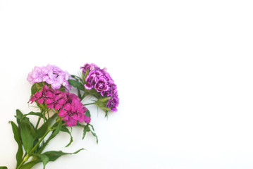 Pink Carnation Flower Isoalted on White Bouquet. Floristic Arrangement Greetin Card