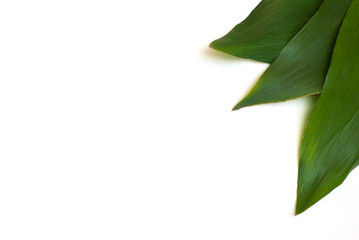 Aspidistra elatior Variegate leafe. Decorative leafe isolated. White background. Floral Botany