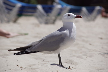 Mouette posée sur le sable blanc de la mer Méditerranée à Cala Galdana, île de Minorque, Baléares, Espagne.