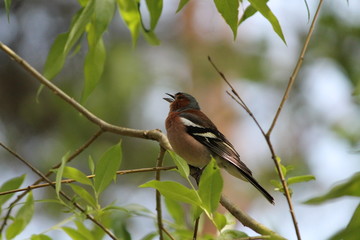 beautiful nature