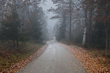 Foggy road through the woods in scandinavia