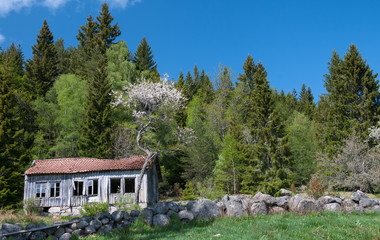 Fototapeta na wymiar Abandoned cottage in Norway