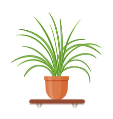 Indoor gerb on shelf isolated on a white background. Houseplant in a pot in flat style. Living room design decoration element.