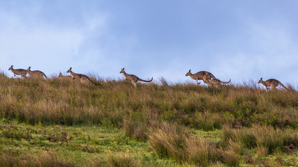 La course des kangourous © serge