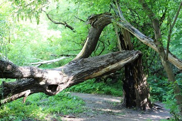 Tree in the forest after a lightning strike