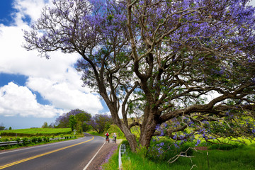 Fototapeta na wymiar Beautiful purple jacaranda trees flowering along the roads of Maui, Hawaii, USA