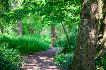 Naklejka premium Initals of lovers written in chalk on a tree trunk