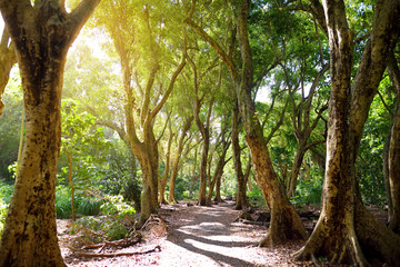 Lush tropical vegetation of the islands of Hawaii