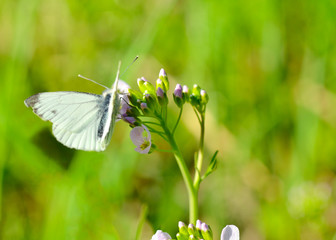 Butterfly drinks nectar from a flower.