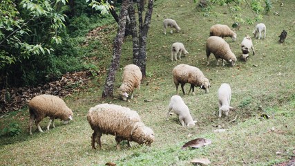 Obraz na płótnie Canvas flock of sheep at Doi Inthanon National Park
