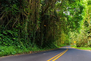 Famous Road to Hana fraught with narrow one-lane bridges, hairpin turns and incredible island views, curvy coastal road with views of cliffs, waterfalls, and miles of rainforest. Maui, Hawaii