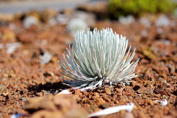 Haleakala silversword, highly endangered flowering plant endemic to the island of Maui, Hawaii. Argyroxiphium sandwicense subsp. sandwicense or Ahinahina.