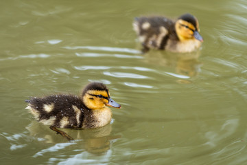 Two baby mallard ducks swimming in a pond
