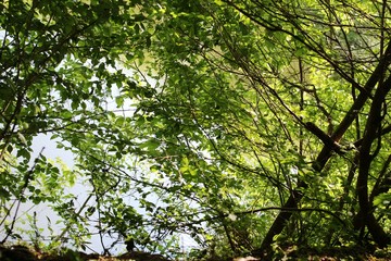 The leaves of the trees overlooking the river