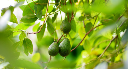 Bunch of fresh avocados ripening on an avocado tree branch in sunny garden - obrazy, fototapety, plakaty