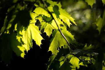 Spring leafs sunshine